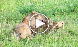 (ویدئو) لحظه دیدار مجدد توله شیر‌های گم شده با مادرشان